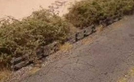 00994 - Blackberries, 14pp (N)