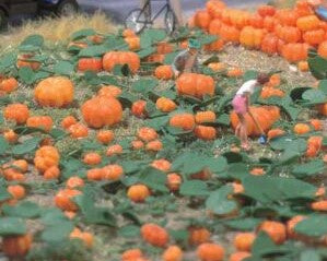 00991 - Pumpkins, 5pp (N)