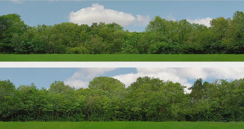 95127 - Tall Trees, Pack A (10ft x 15in)